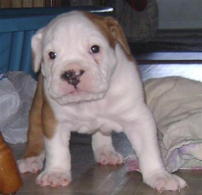 Old English Bulldog Puppies for Sale